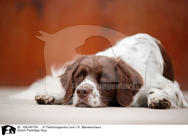 Dutch Partridge Dog / KB-06736