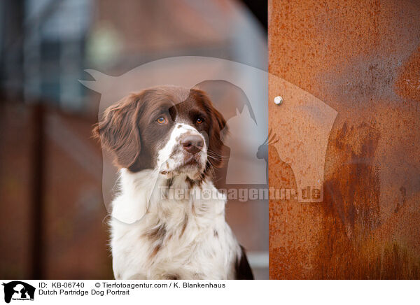 Dutch Partridge Dog Portrait / KB-06740