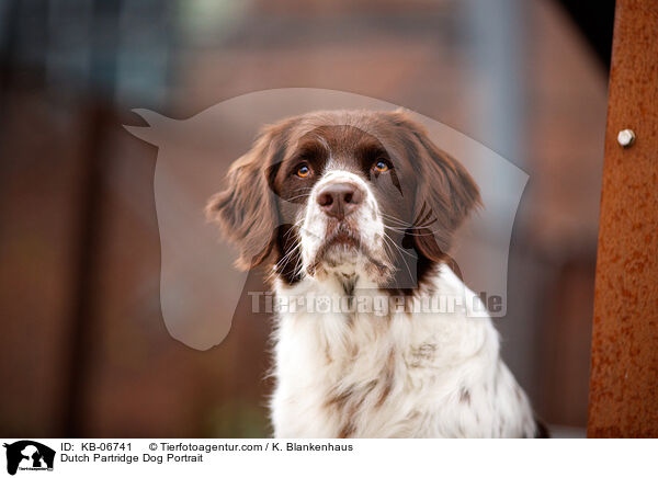 Dutch Partridge Dog Portrait / KB-06741