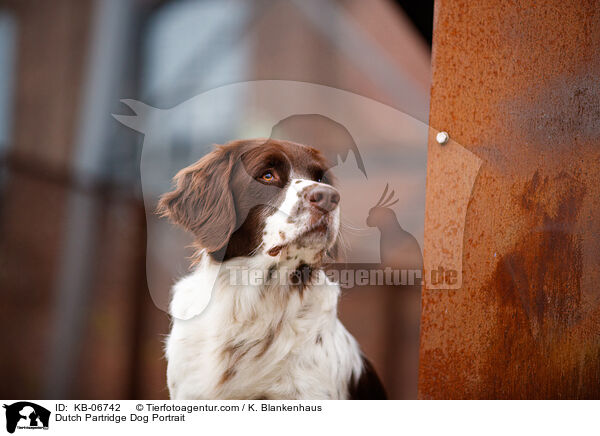 Dutch Partridge Dog Portrait / KB-06742