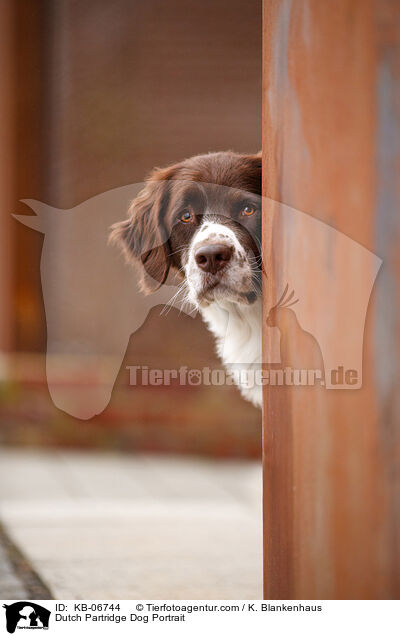Dutch Partridge Dog Portrait / KB-06744