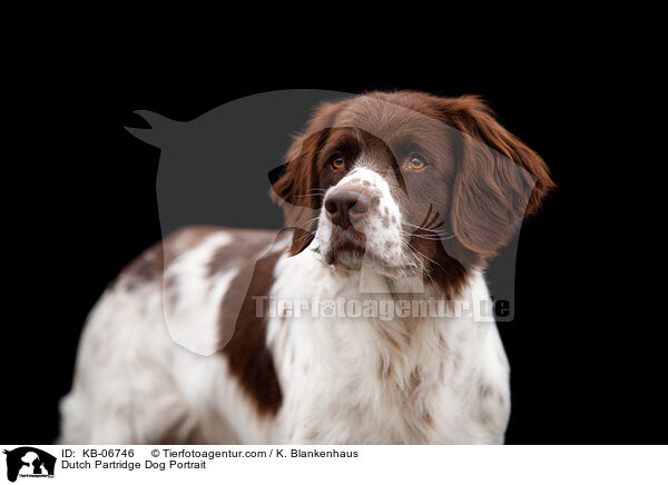 Dutch Partridge Dog Portrait / KB-06746