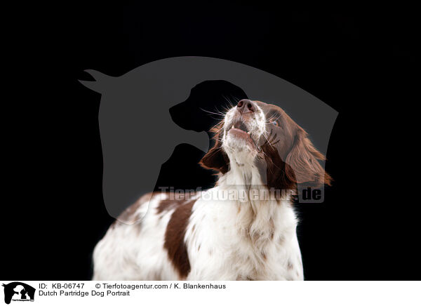 Dutch Partridge Dog Portrait / KB-06747