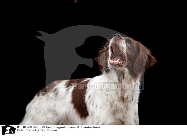 Dutch Partridge Dog Portrait / KB-06748