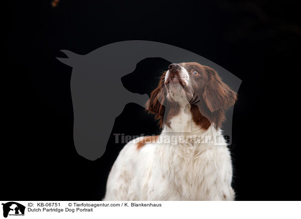 Dutch Partridge Dog Portrait / KB-06751