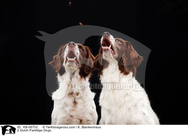 2 Dutch Partridge Dogs / KB-06752