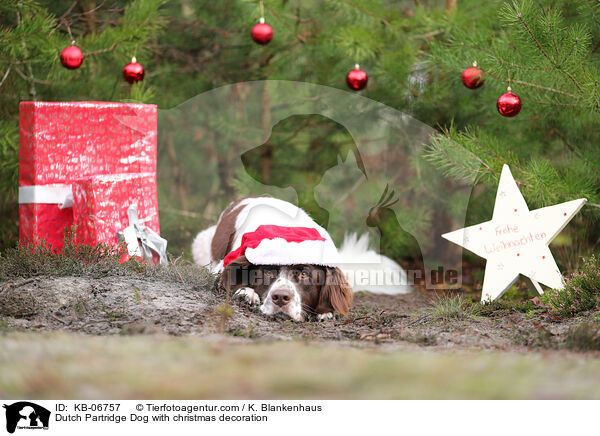 Dutch Partridge Dog with christmas decoration / KB-06757