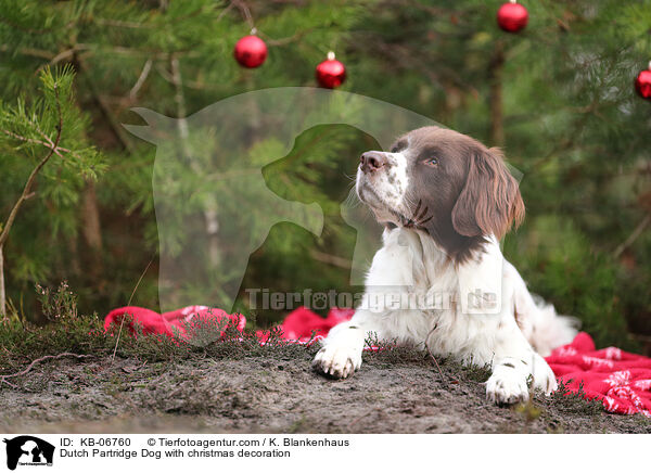 Dutch Partridge Dog with christmas decoration / KB-06760