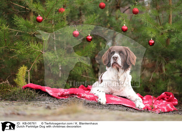 Dutch Partridge Dog with christmas decoration / KB-06761