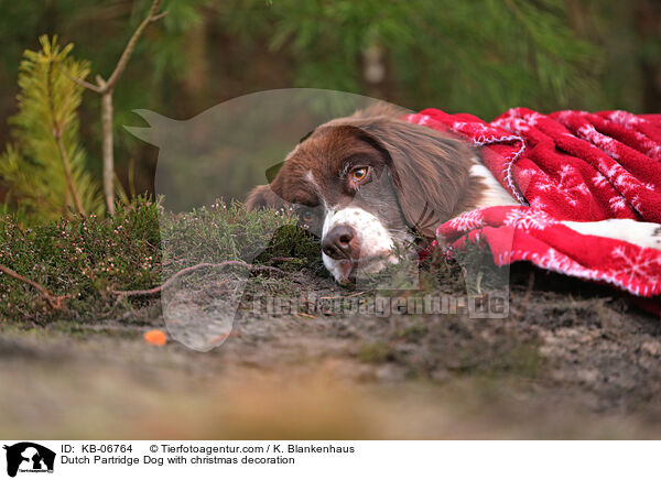 Dutch Partridge Dog with christmas decoration / KB-06764