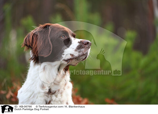 Dutch Partridge Dog Portrait / KB-06766