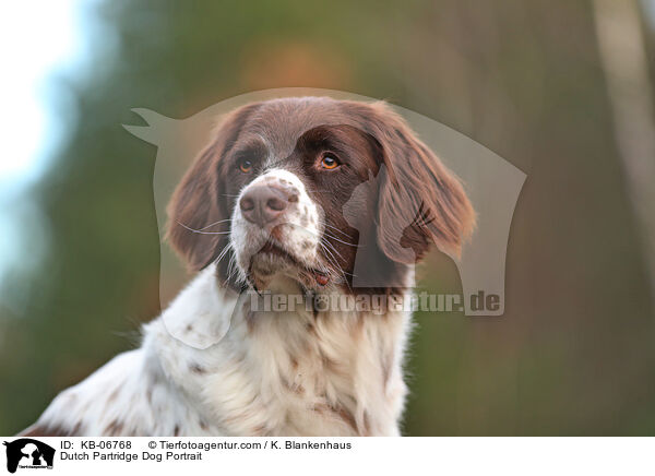 Dutch Partridge Dog Portrait / KB-06768