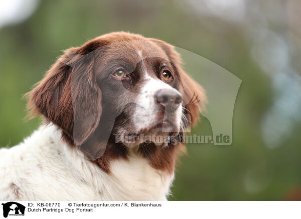 Dutch Partridge Dog Portrait / KB-06770