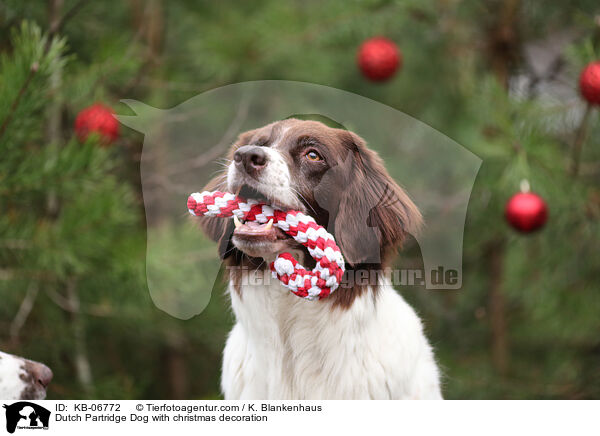 Dutch Partridge Dog with christmas decoration / KB-06772