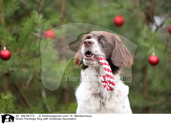 Dutch Partridge Dog with christmas decoration / KB-06773