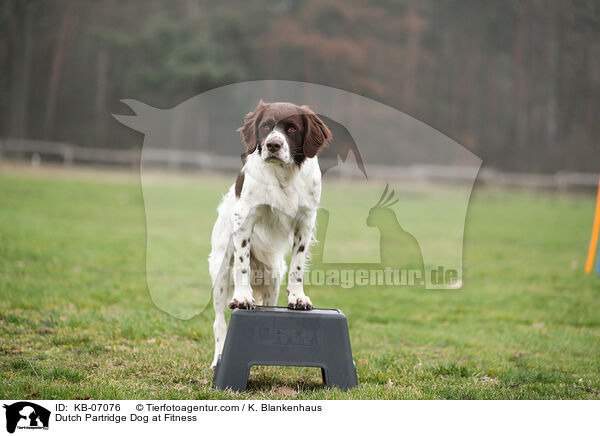 Dutch Partridge Dog at Fitness / KB-07076