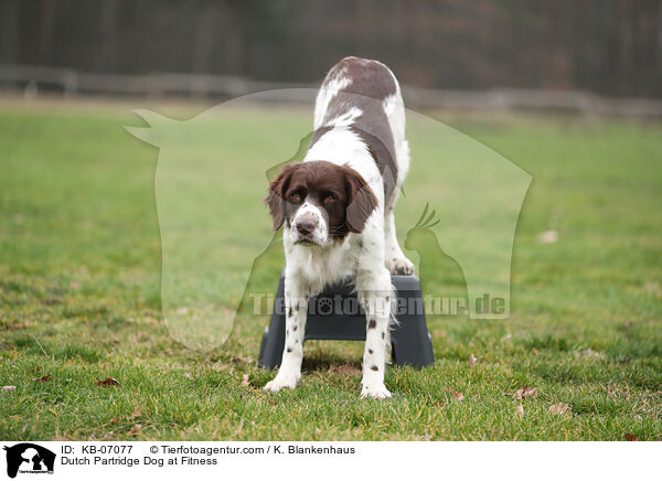 Dutch Partridge Dog at Fitness / KB-07077