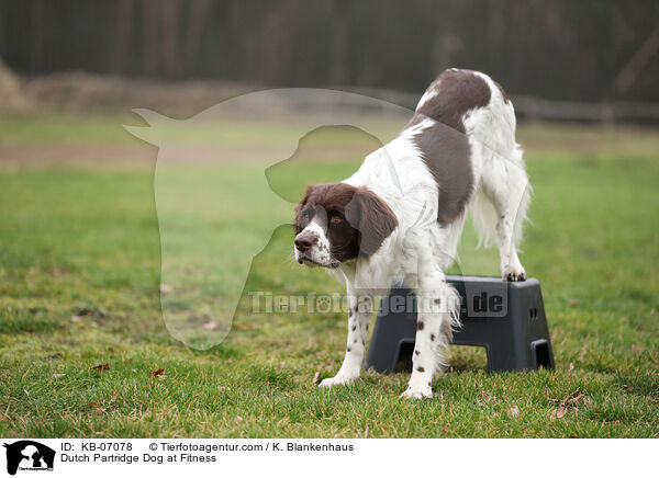 Dutch Partridge Dog at Fitness / KB-07078