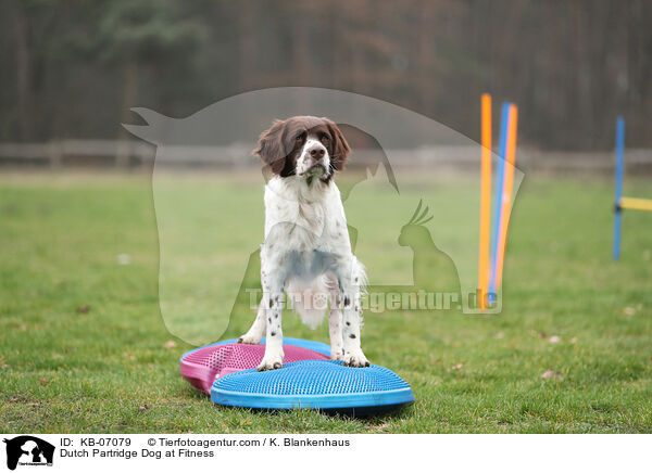 Dutch Partridge Dog at Fitness / KB-07079