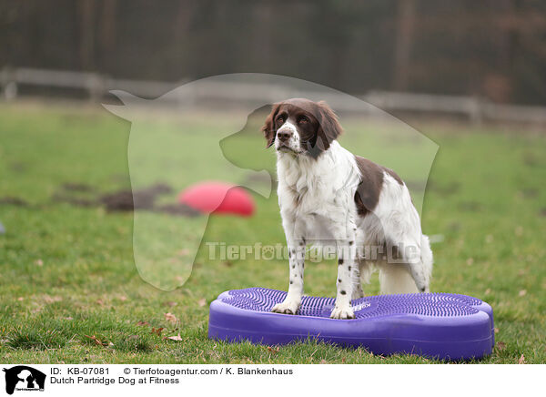 Dutch Partridge Dog at Fitness / KB-07081