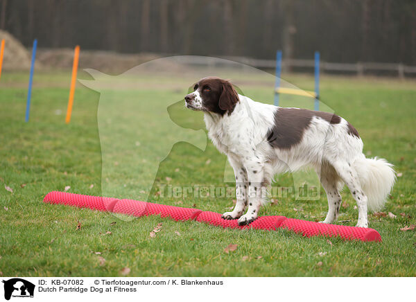 Dutch Partridge Dog at Fitness / KB-07082