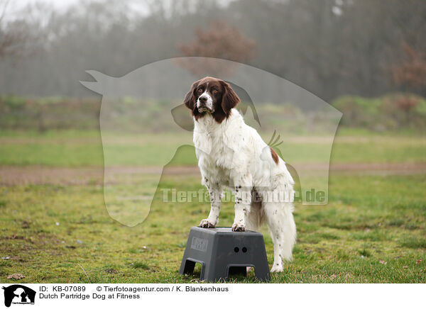 Dutch Partridge Dog at Fitness / KB-07089