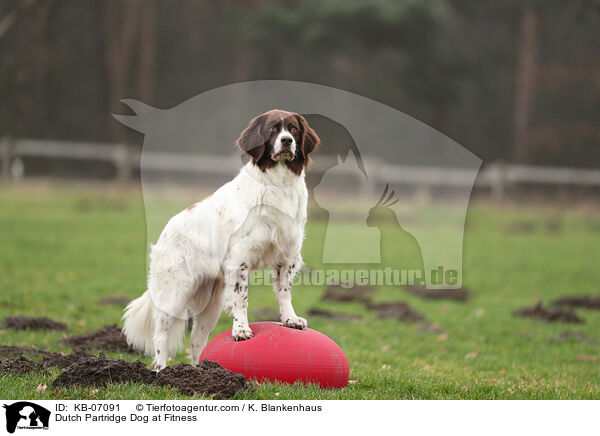 Dutch Partridge Dog at Fitness / KB-07091