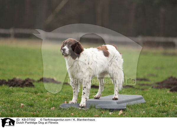 Dutch Partridge Dog at Fitness / KB-07092
