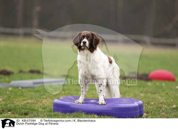 Dutch Partridge Dog at Fitness / KB-07094