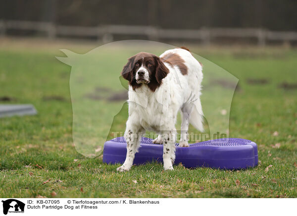 Dutch Partridge Dog at Fitness / KB-07095