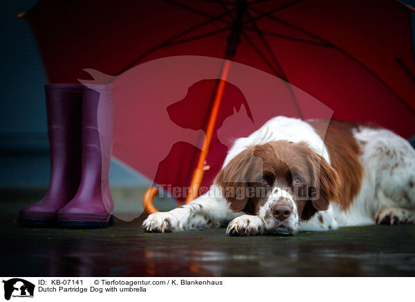Dutch Partridge Dog with umbrella / KB-07141
