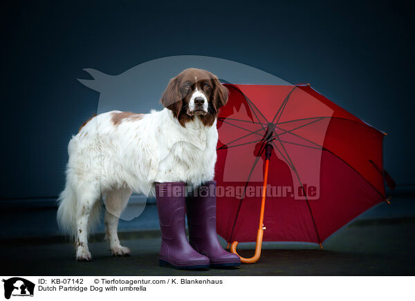 Dutch Partridge Dog with umbrella / KB-07142