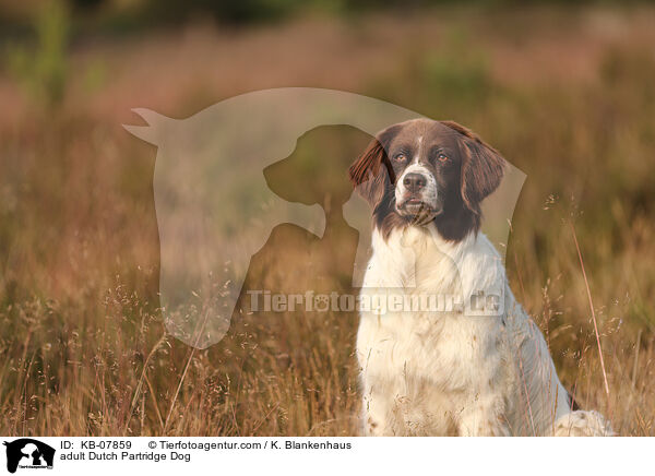 adult Dutch Partridge Dog / KB-07859