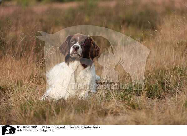 adult Dutch Partridge Dog / KB-07861