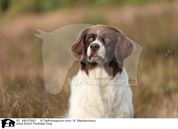 adult Dutch Partridge Dog / KB-07863