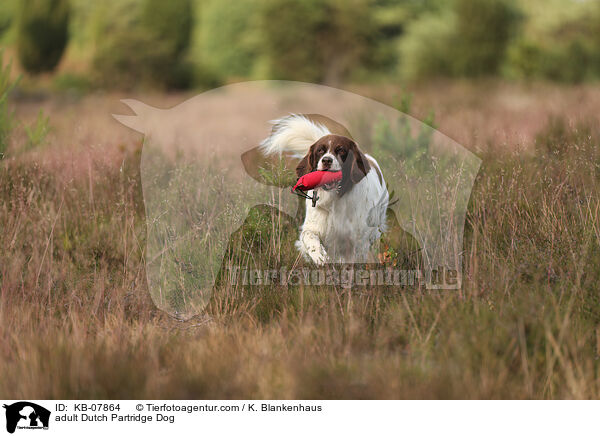 adult Dutch Partridge Dog / KB-07864