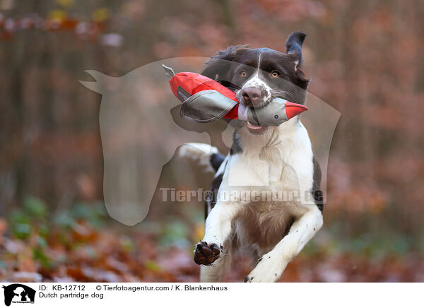 Dutch partridge dog / KB-12712