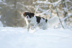 Dutch Partridge Dog in the snow