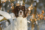 Dutch Partridge Dog portrait