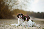 2 Dutch partridge dogs