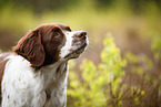 Dutch partridge dog portrait