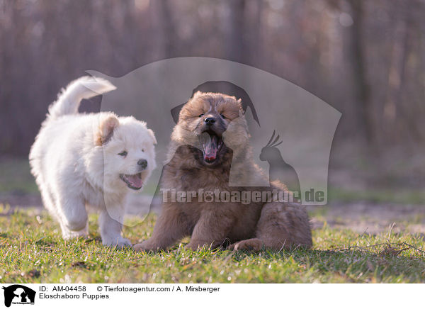 Eloschaboro Puppies / AM-04458