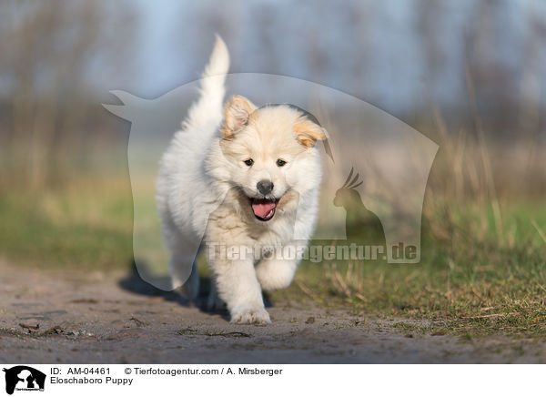 Eloschaboro Puppy / AM-04461