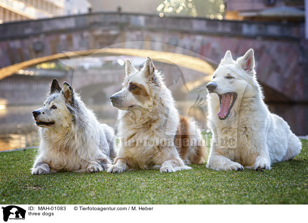 Drei Hunde / three dogs / MAH-01083