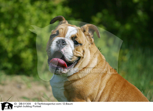 english bulldog Portrait / DB-01309