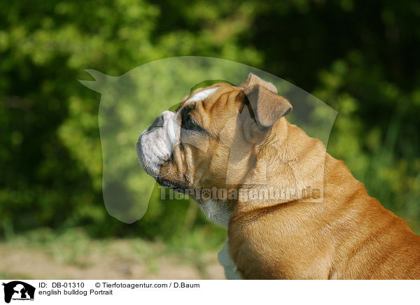 english bulldog Portrait / DB-01310
