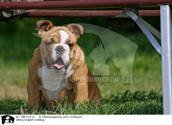 sitting english bulldog / DB-01313