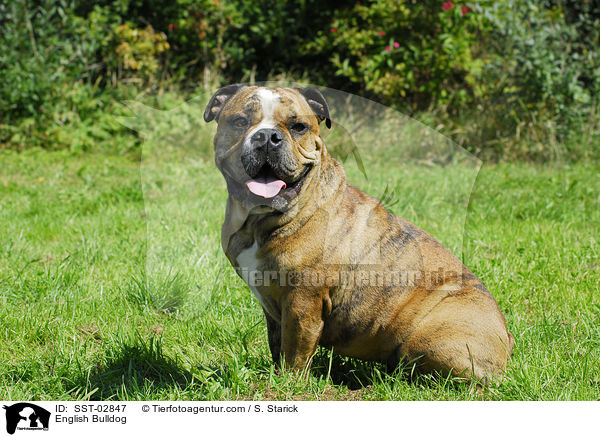 English Bulldog / SST-02847