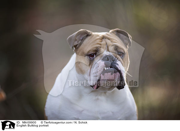 English Bulldog portrait / NN-09900