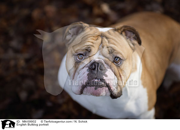 English Bulldog portrait / NN-09902